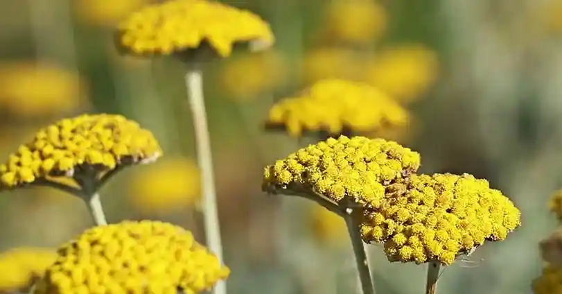 خواص فوق العاده بومادران در درمان عفونت