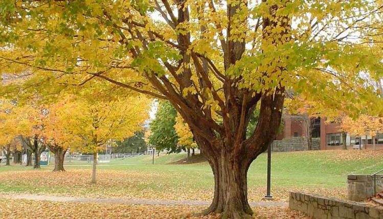 فصل سرما و کاهش دمای هوا به معنای آغاز و شیوع بیماری‌هایی مانند سرماخوردگی، آلرژی فصلی و افسردگی است، اما با توصیه‌های غذایی ساده می‌توان از تمام بیماری‌های فصل پاییز و زمستان در امان ماند.