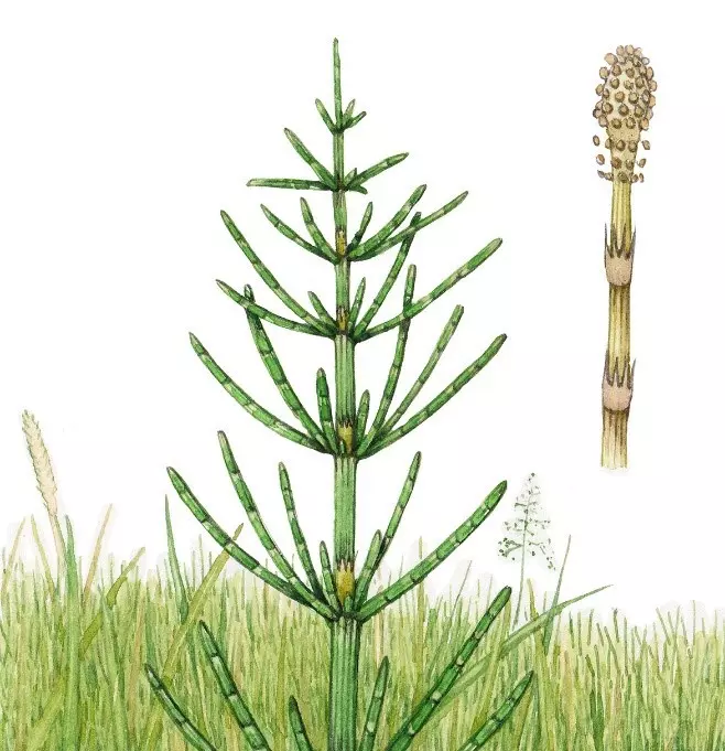 دم اسب (Horsetail) گیاهی با نام علمی Equisetum arvense از جنس Equisetum می‌باشد که اثرات متعددی از جمله اثرات ضدالتهابی، اثرات آنتی‌اکسیدانی، افزایش دفع آب از بدن، کمک به رشد و استحکام مو و ناخن و کمک به سلامت استخوان از آن گزارش شده است. 