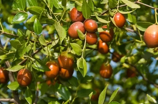 عناب با نام علمی Ziziphus jujuba میوه‌ای است که  خواص درمانی بسیاری دارد. این میوه ضمن شیرین بودن، سرشار از فیبر است. در نتیجه می‌تواند در پیشگیری از اختلالات گوارشی و اختلالات قلبی-عروقی کمک‌کننده باشد.