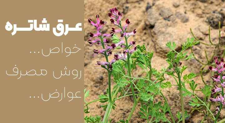 عرق شاتره برای چی خوبه